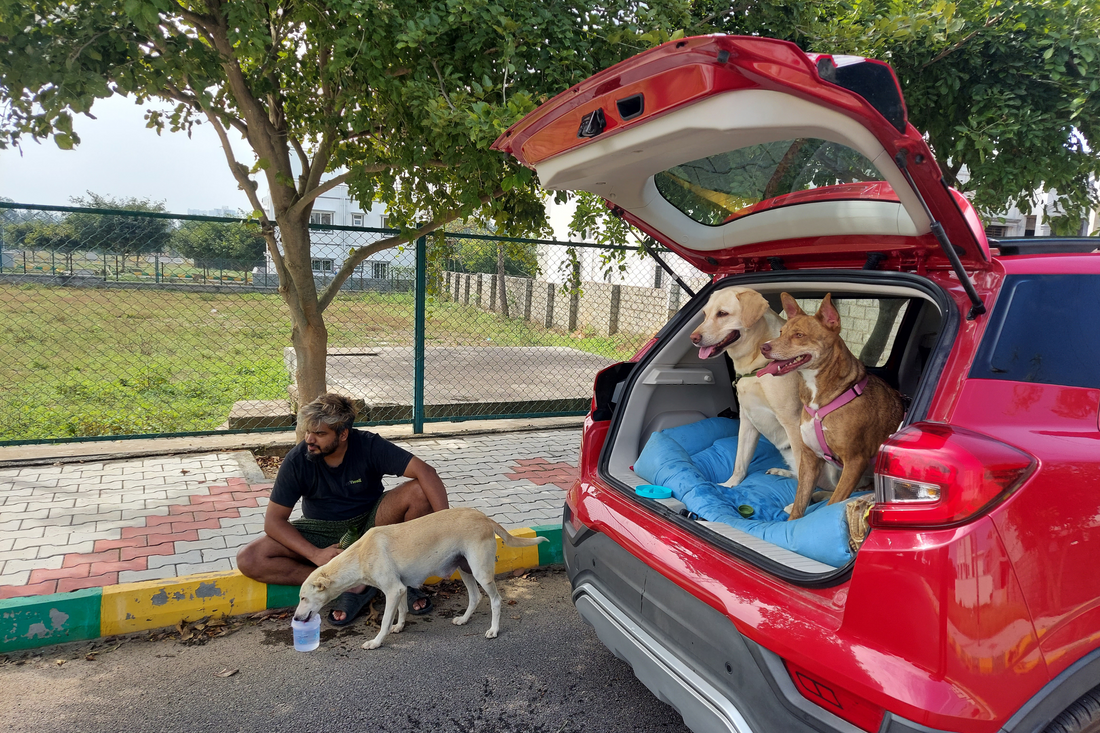 The Emotional Connection Between Humans and Dogs: A Beautiful Tale of Understanding and Empathy