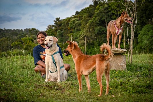 Can Street Dogs and In-House Dogs be Friends?