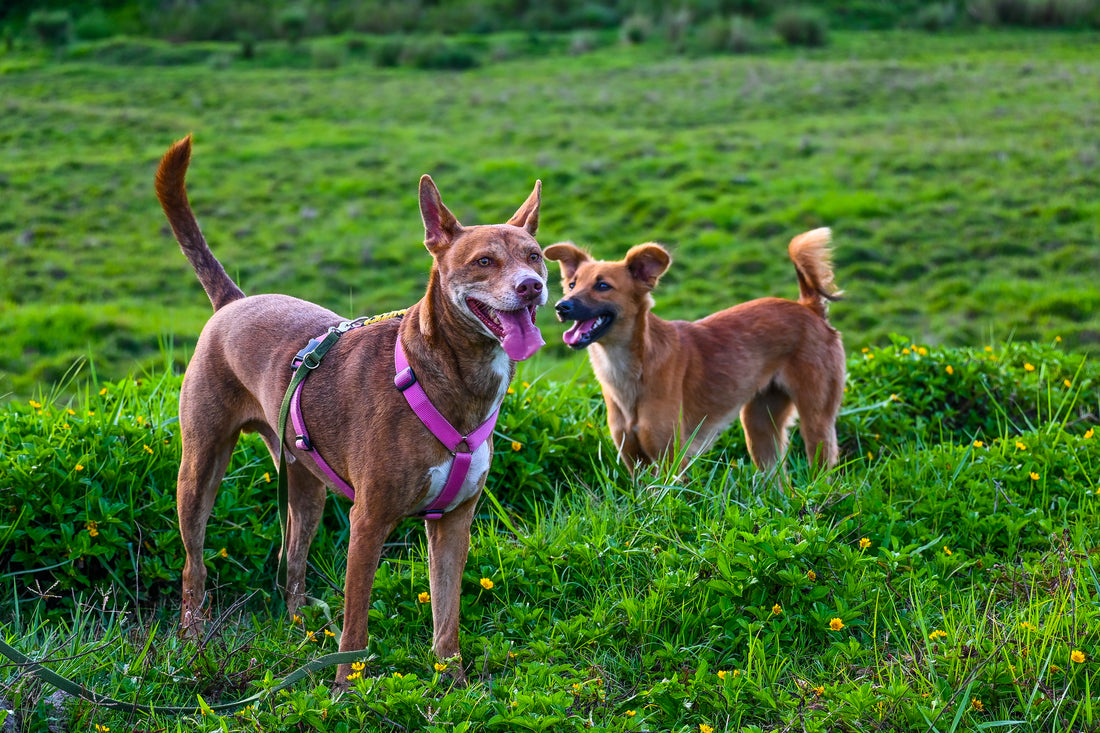 Should In-House Dogs Necessarily Have Street Dog Friends?