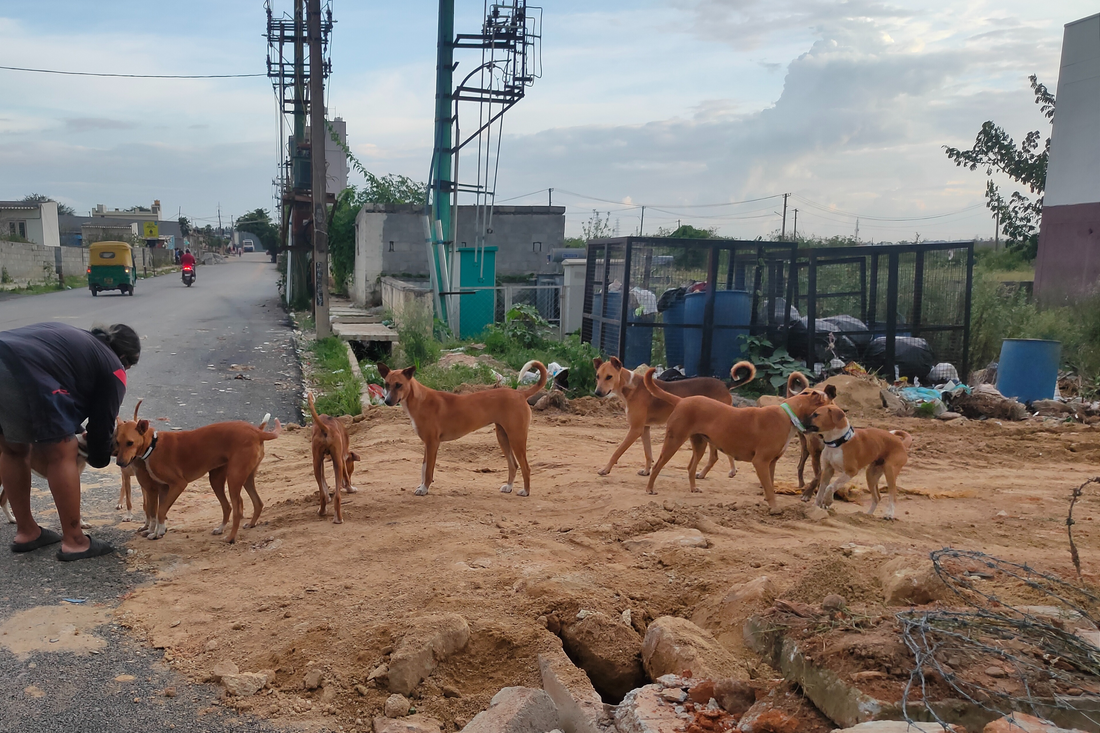 Monsoon Essentials For Street Dogs